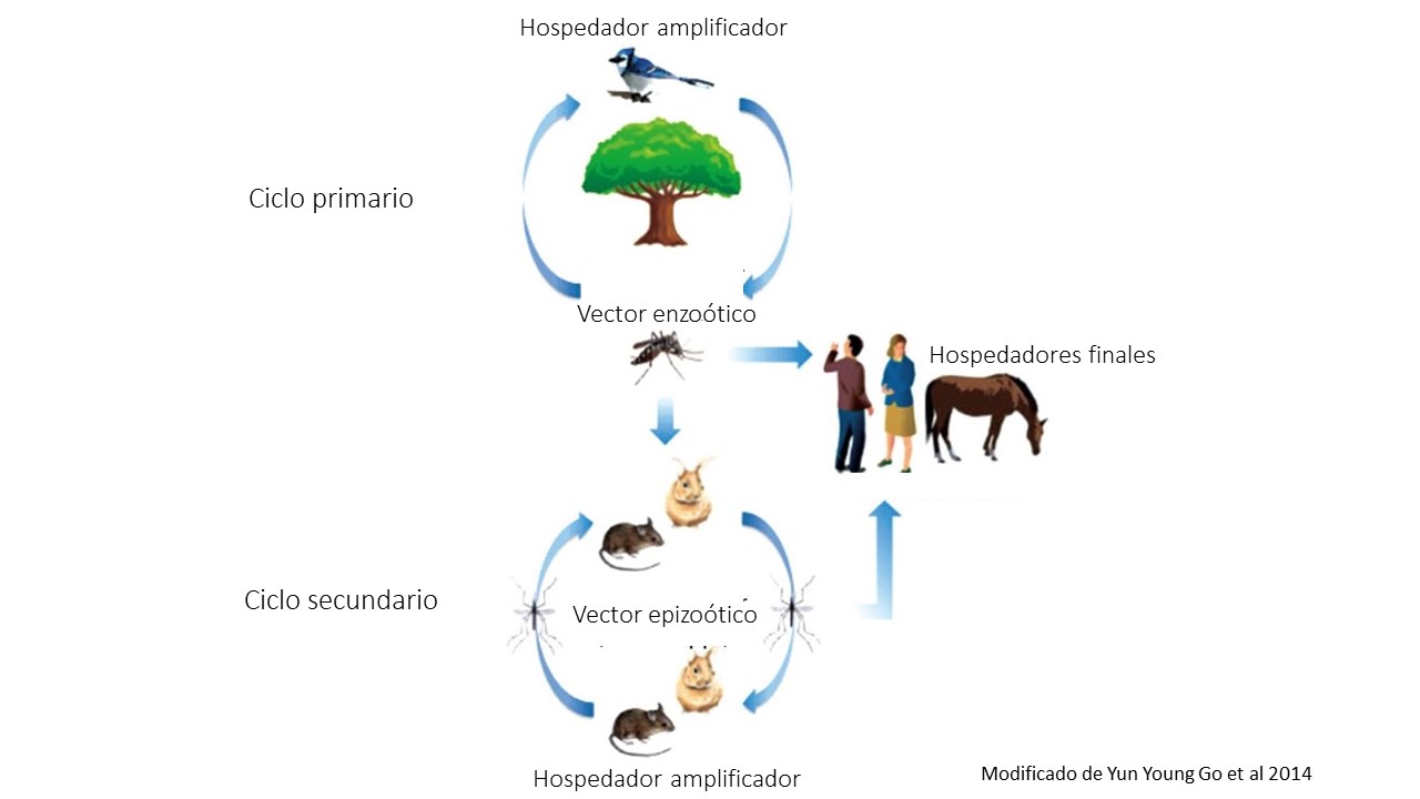 CICLO WEEV