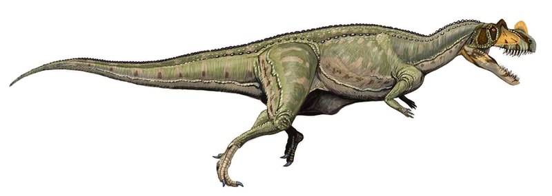 800px Ceratosaurus nasicornis DB