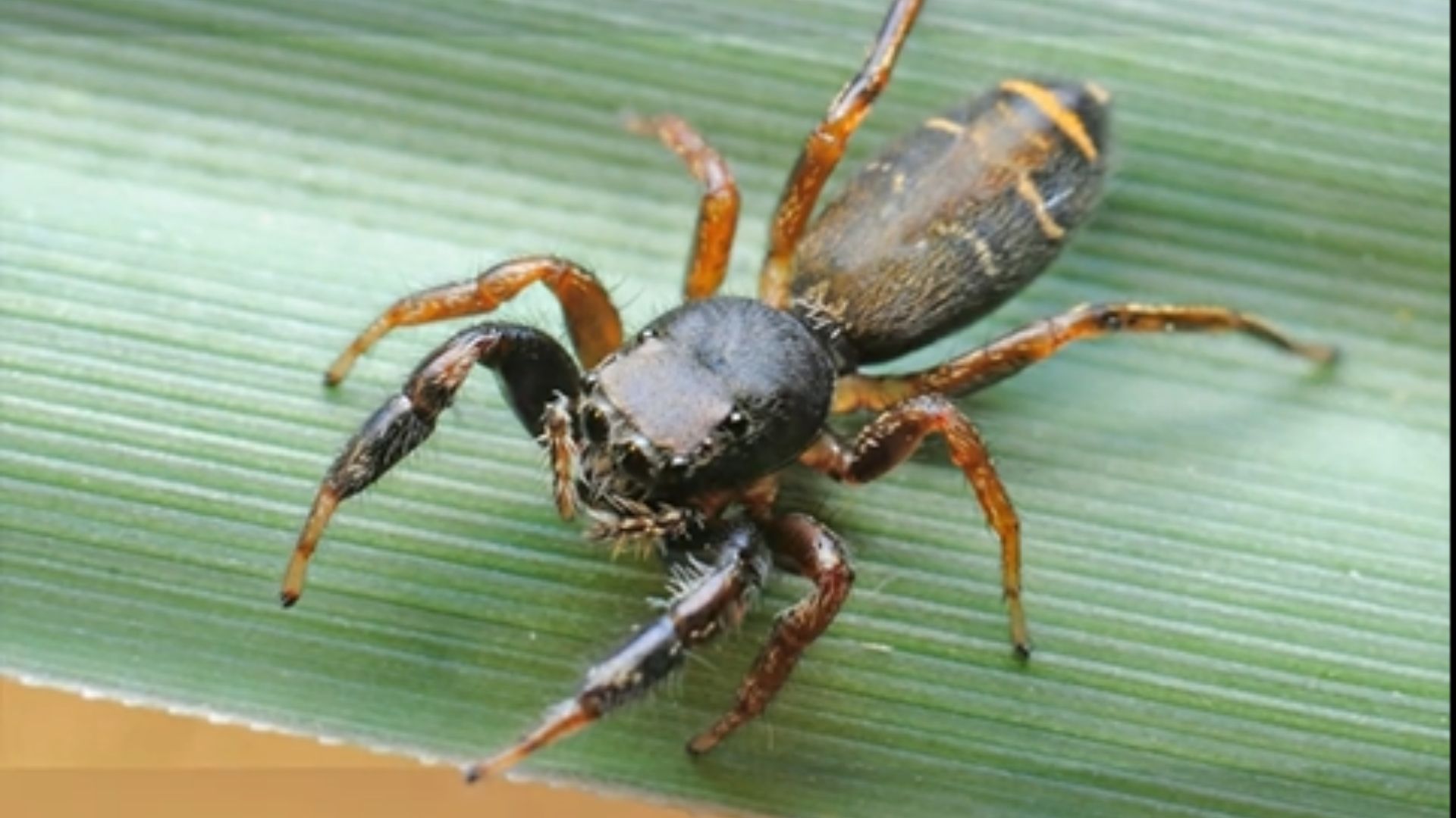 Un minuto en Ciencias: las arañas como bioindicadores