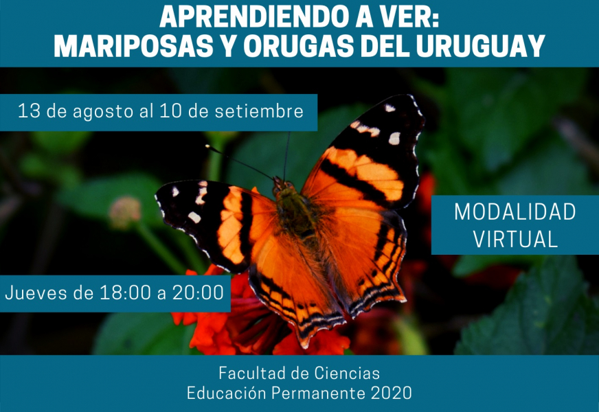 aprendiendo-a-ver-mariposas-y-orugas-del-uruguay-2-jpg