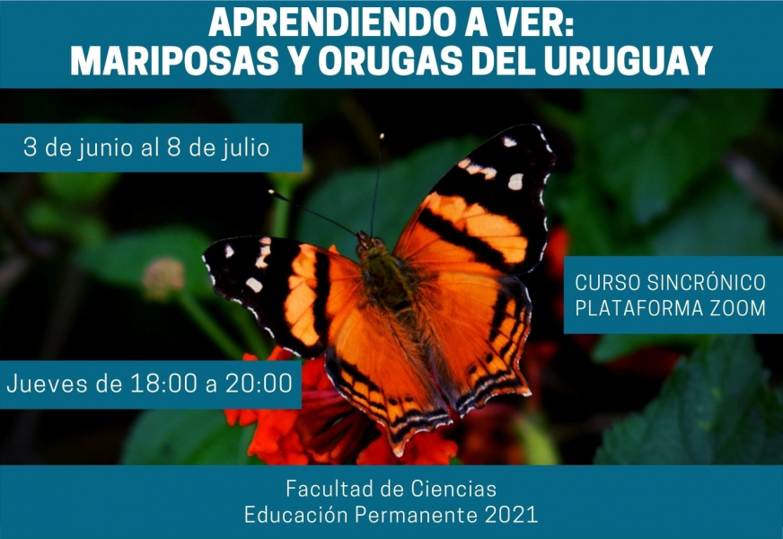 aprendiendo-a-ver-mariposas-y-orugas-del-uruguay-2021