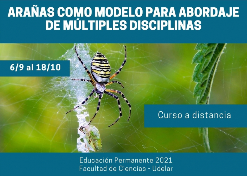 aranas-como-modelo-para-abordaje-de-multiples-disciplinas